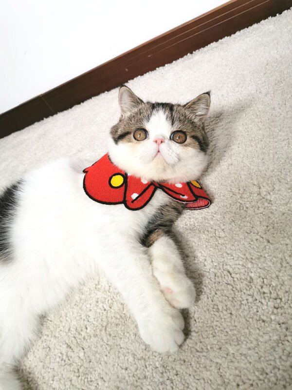 Pet collar - Image 7