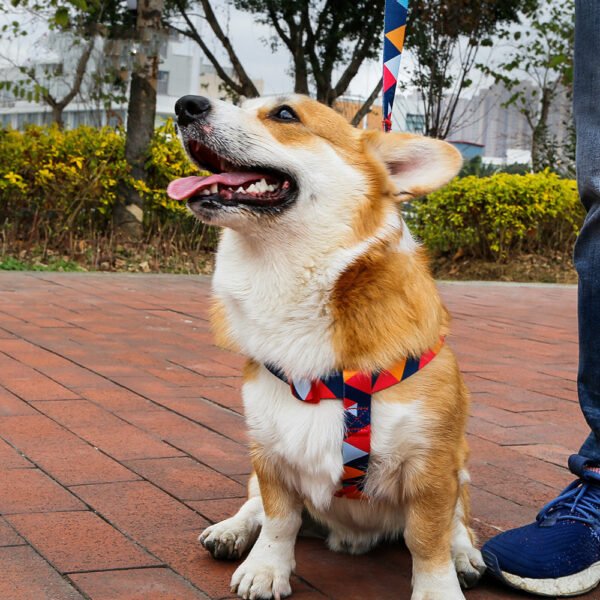 Pet leash collar - Image 3