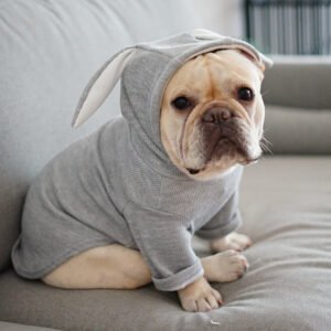 Dog Pet Clothes Spring