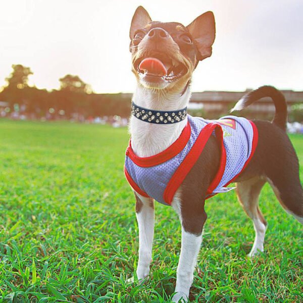 Rivet pet collar - Image 2