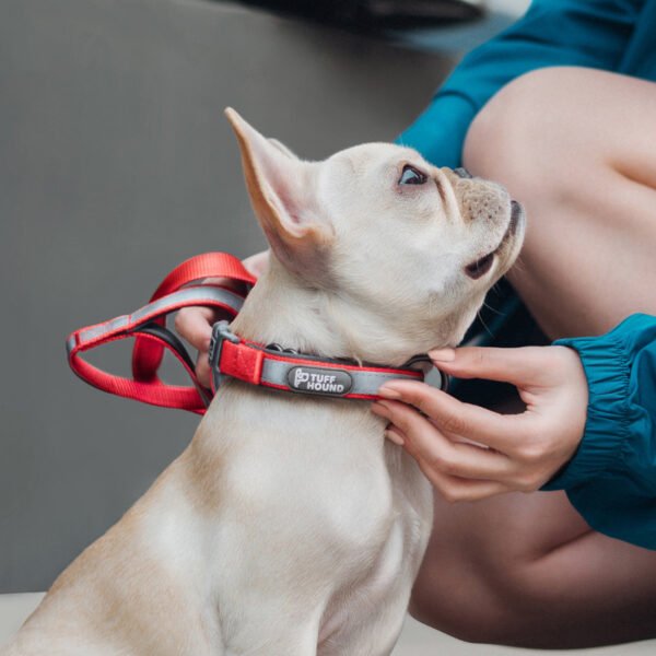 Dog Collar Reflective Full Neck Traction Set - Image 7